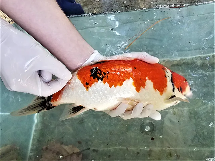 selected slide image