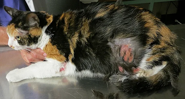 Cat with alopecia and large superficial ulcerated lesions on its lateral left hindlimb.