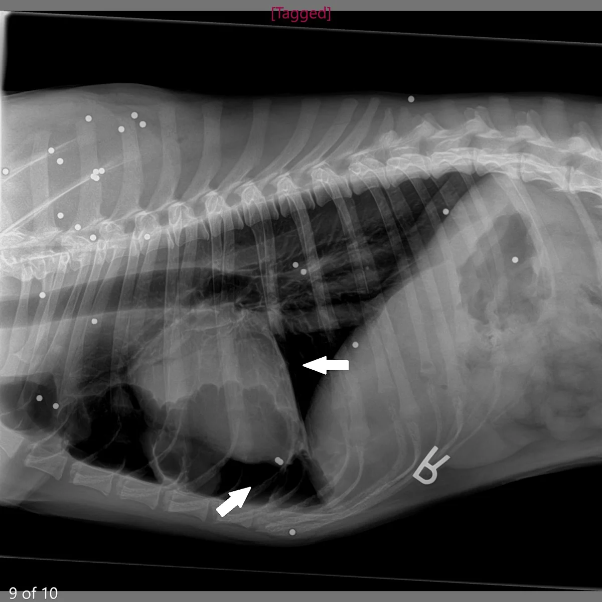 Radiographs of a dog with many BB shots.