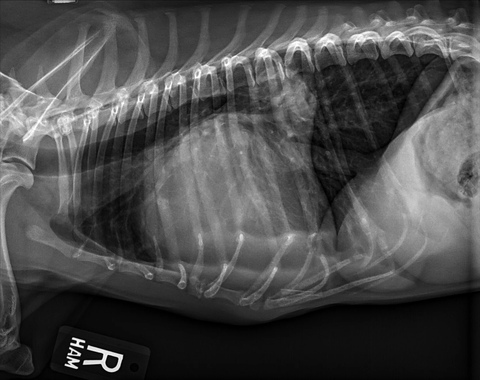 Radiographs in a dog.