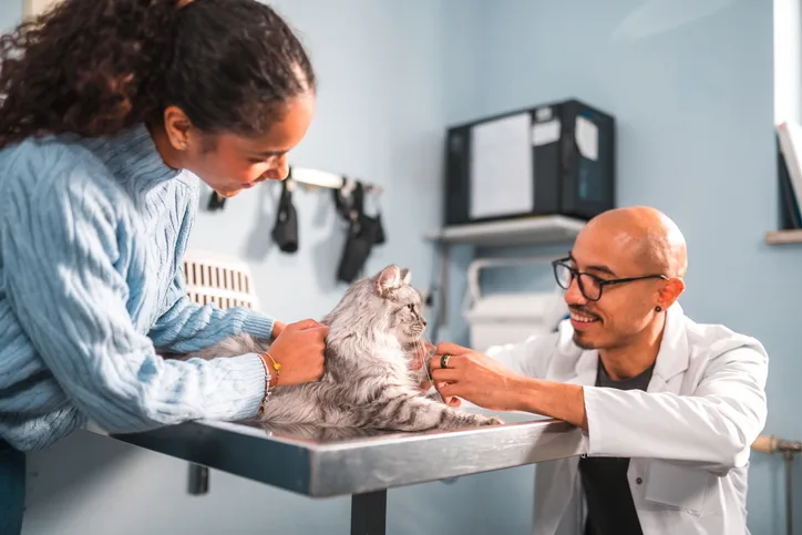 Veterinary professional interacting with a client and a feline patient. 