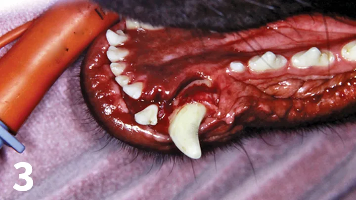 An upper right canine tooth of a dog showing displacement of the tooth and soft tissue damage.
