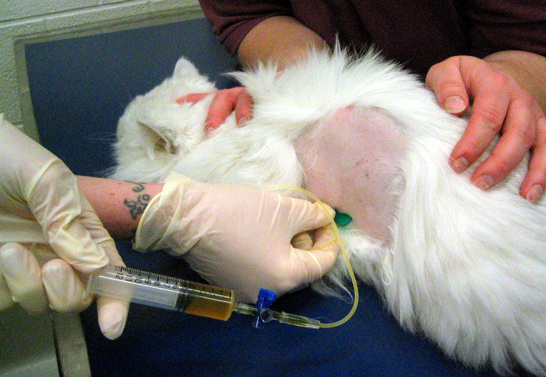 A person withdrawing brown fluid from a cat’s chest using a 12-cc syringe and a butterfly catheter.