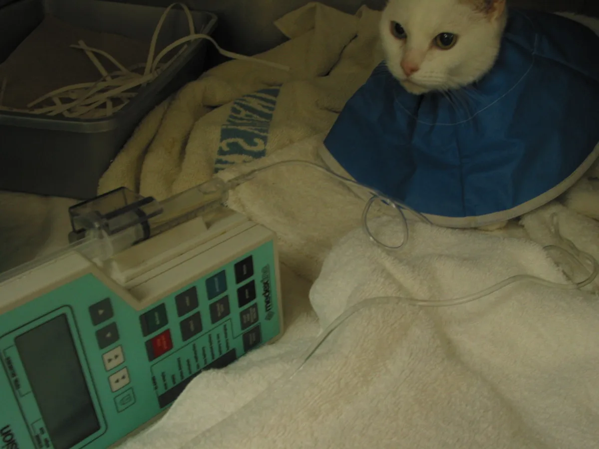 selected slide image