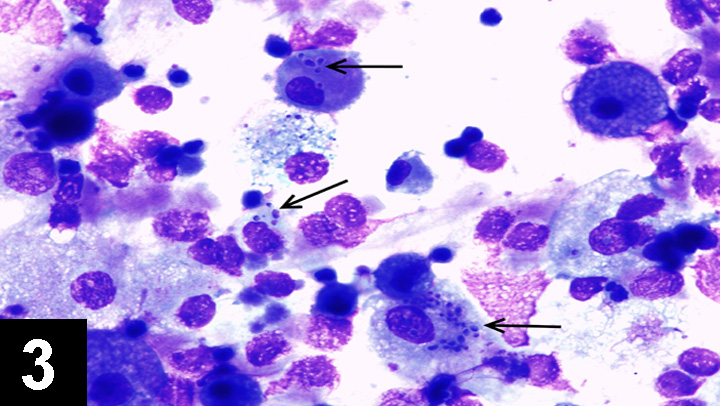 Infectious Respiratory Disease In A Dog | Clinician's Brief