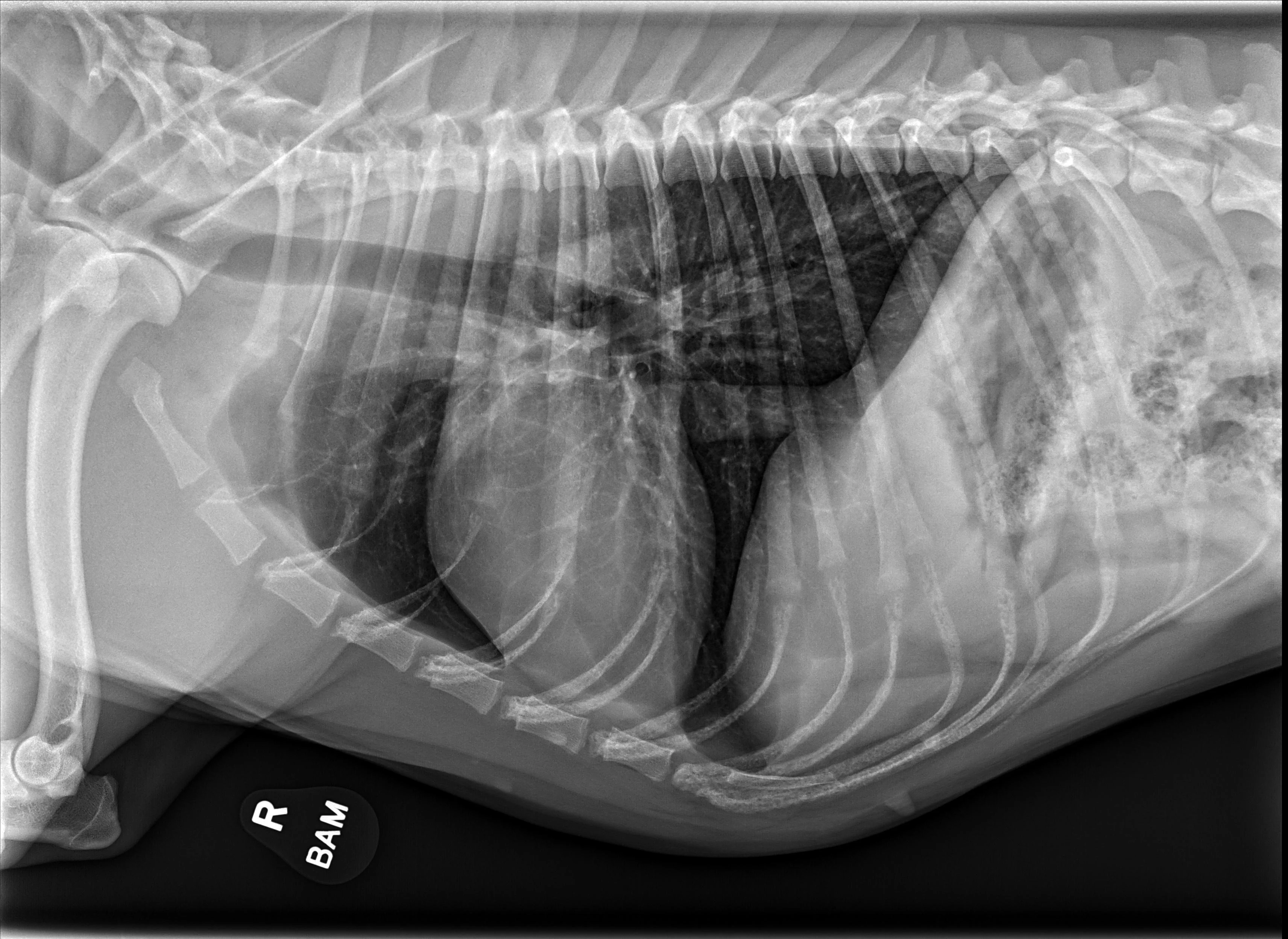 Radiographs in a dog with an arrow highlighting findings.