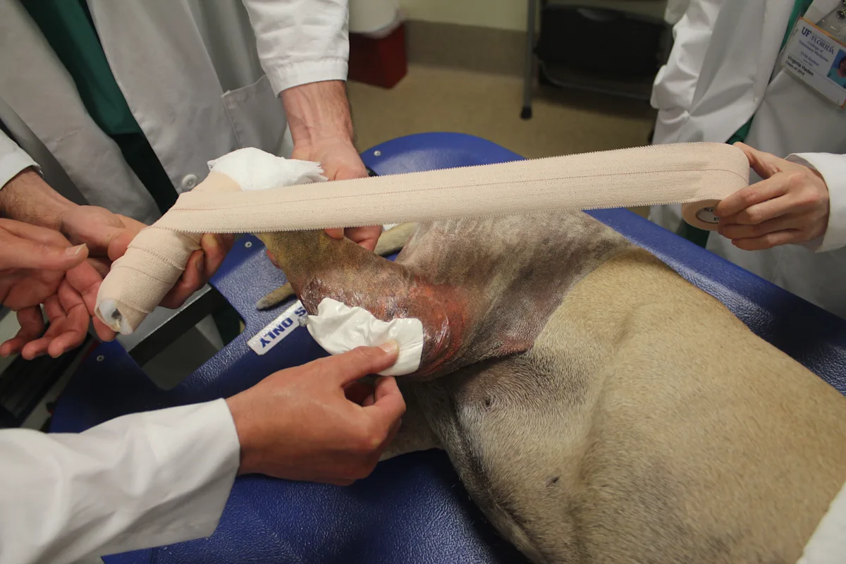 selected slide image