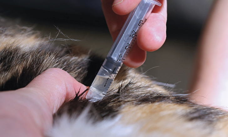 Using Cystocentesis to Obtain Sterile Urine Samples