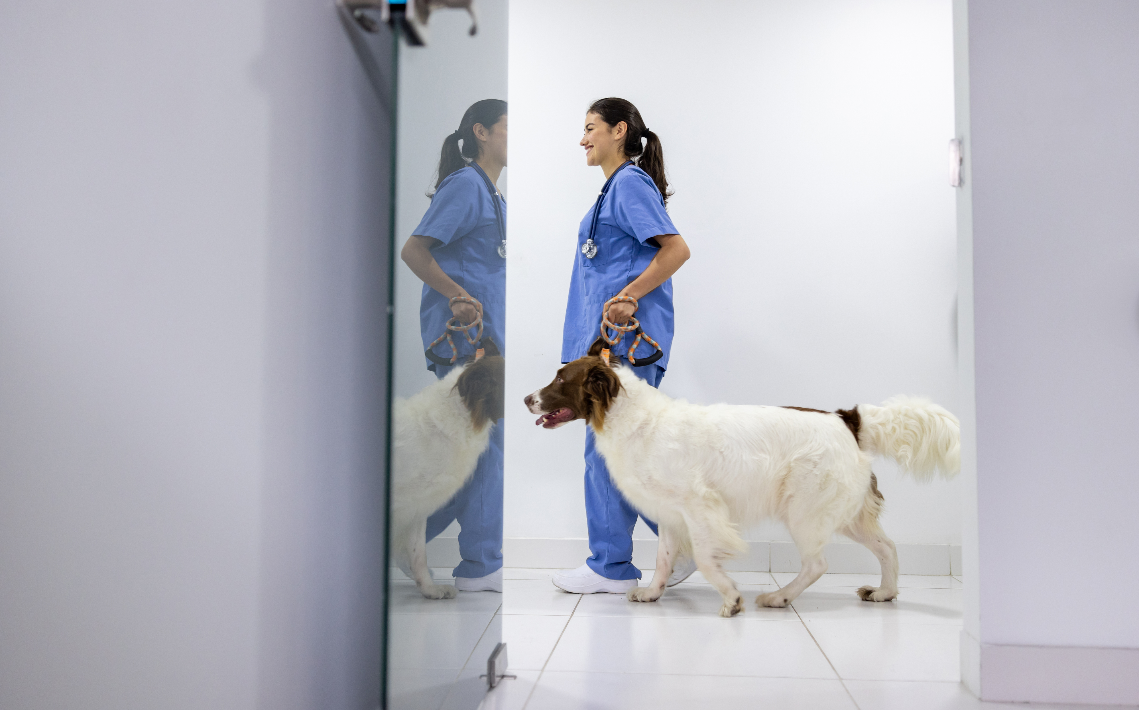 Imaging in Veterinary Medicine: Best Practices & Modalities