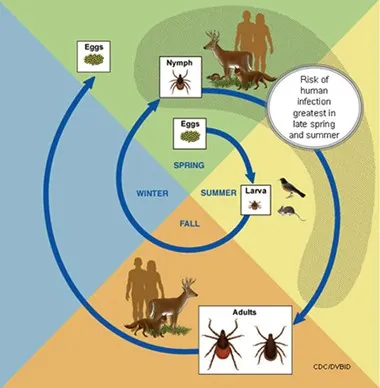 Illustration of the life cycle of a tick.