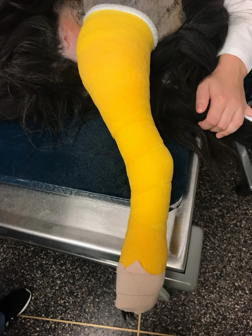 A dog hindlimb with a completed Robert Jones bandage in place.