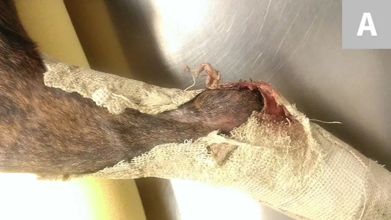 selected slide image