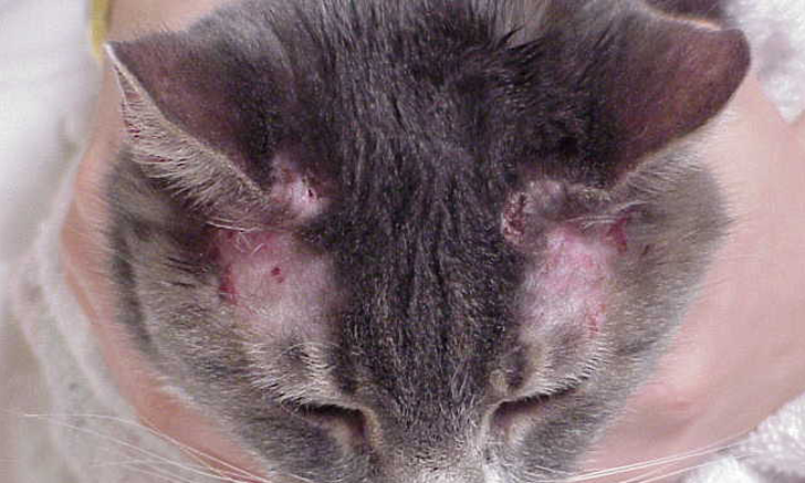 Cat thyroid outlet medicine ear