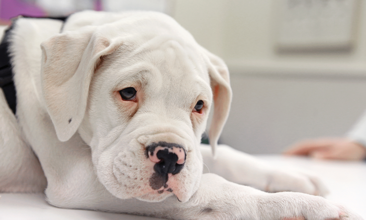 Signs of best sale canine parvovirus