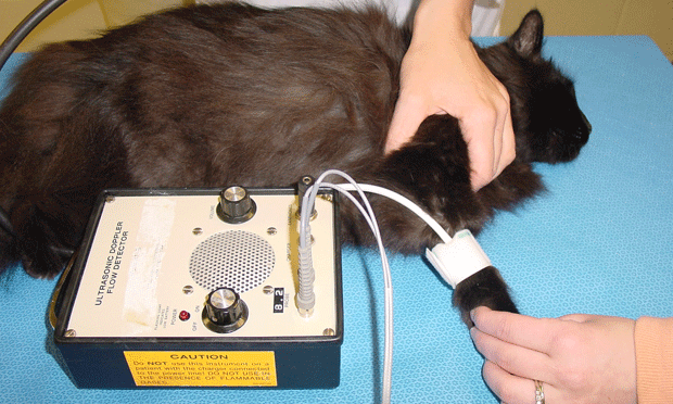 Feline Hypertension