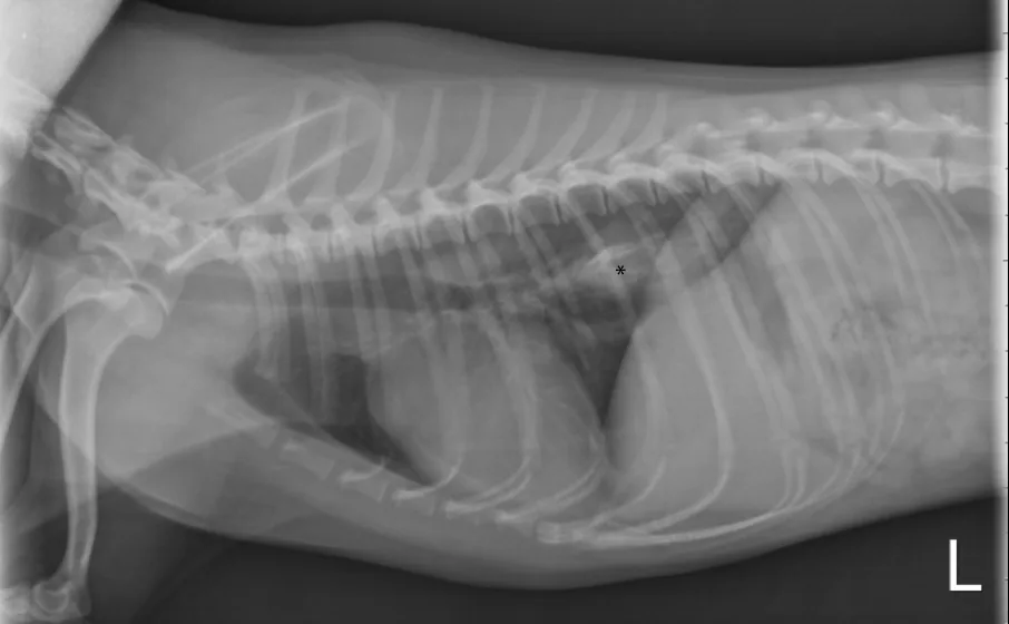 Lateral thoracic radiograph of a dog.