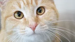 A close-up of a domestic orange tabby cat with large, expressive eyes and prominent white whiskers, showcasing a calm demeanor. The background is softly blurred, emphasizing the cat's facial features and healthy appearance.
