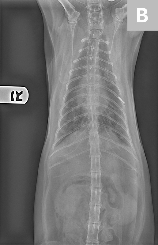 Lameness & Osteomyelitis in a Cat Clinician's Brief