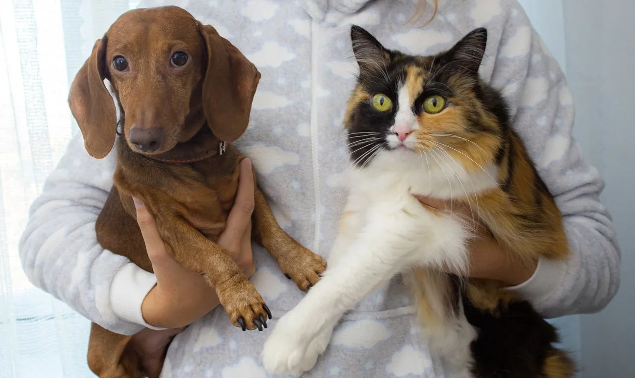 A veterinary professional holding a dog and a cat.