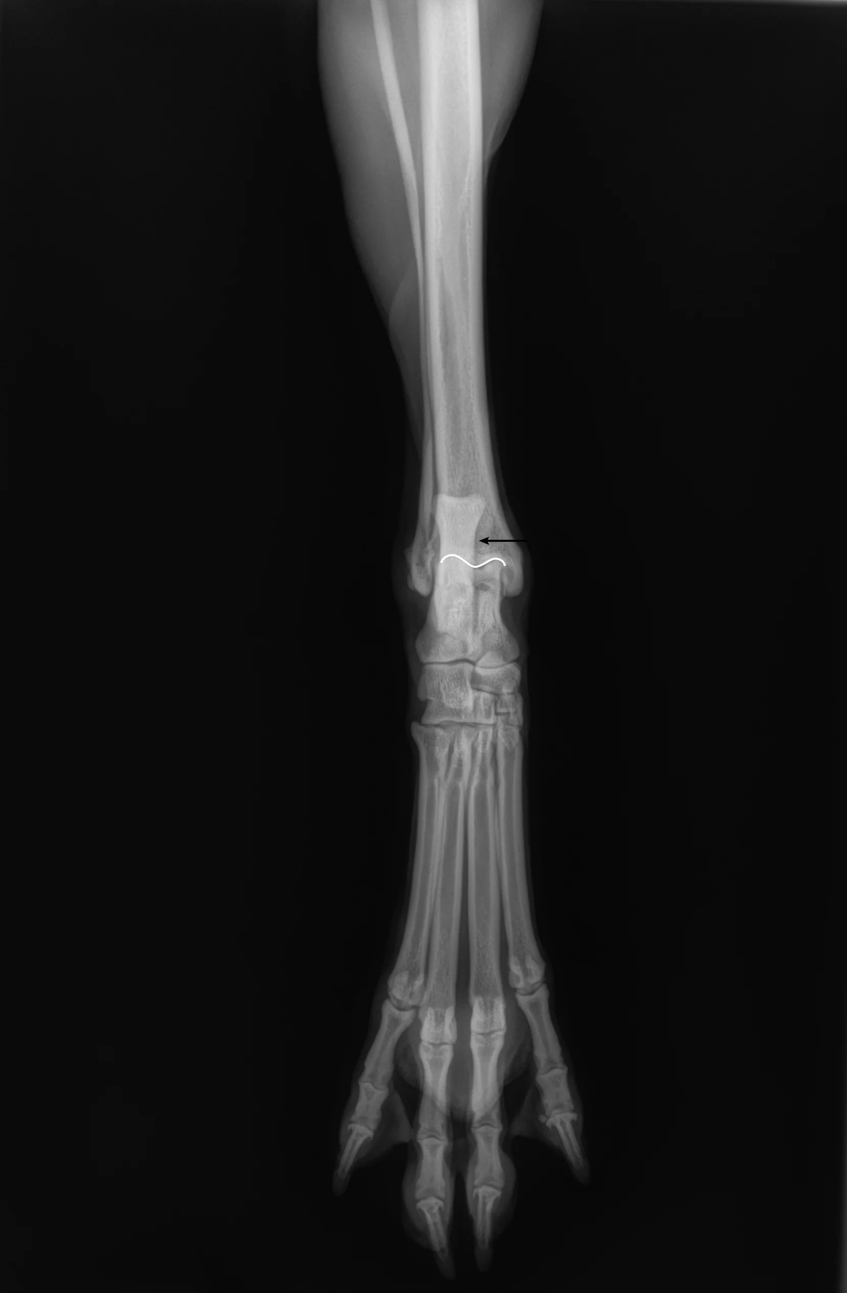 Radiographic images of a dog’s fibula and tibia.