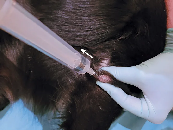Gloved hands using a needle and syringe to aspirate a skin mass on a dog’s forelimb. 