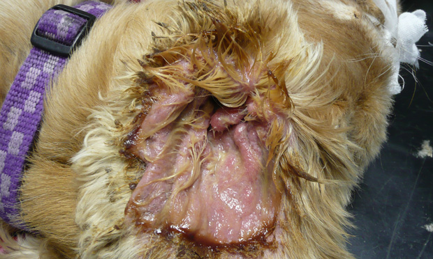 Ruptured eardrum 2025 dog treatment