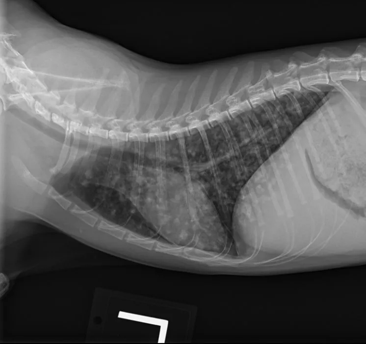 selected slide image