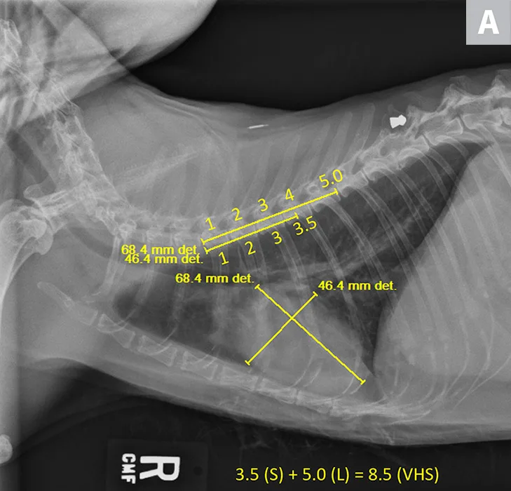 Lateral and VD thoracic images of a cat with HCM and overlying VHS measurements on lateral view.