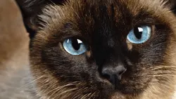 A close-up of a Siamese cat's face, showcasing its striking blue eyes and distinctive dark points on the ears, muzzle, and paws. The cat's expression is calm and attentive, highlighting its alertness and curiosity.