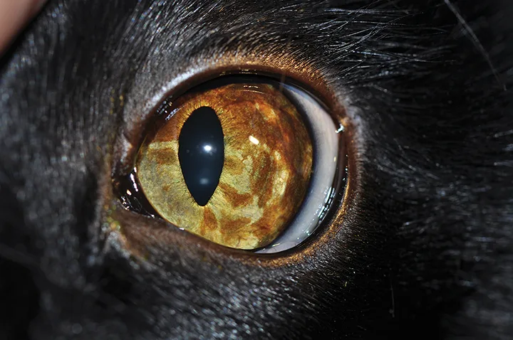 A close-up image of cat eye showing multiple focal and coalescing areas of iris pigmentation.