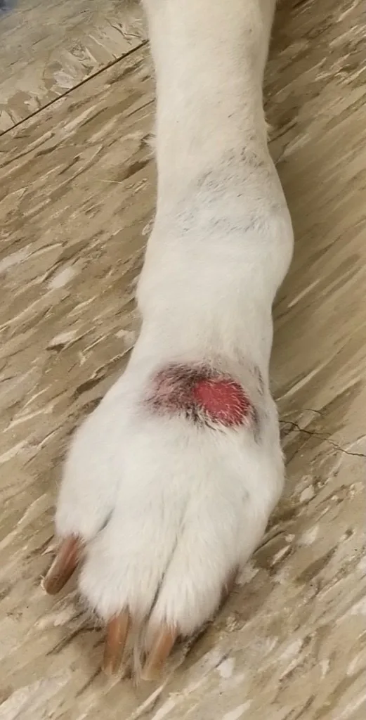 Ulcerated thickened lesion on the paw of a dog.