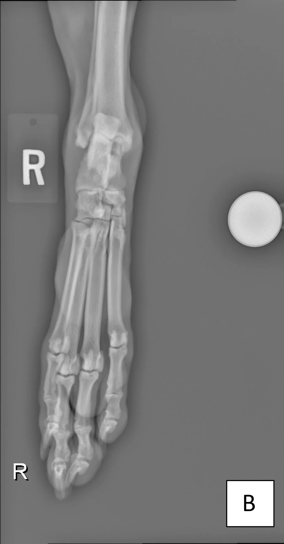 Radiographic images of the metatarsus of a dog.