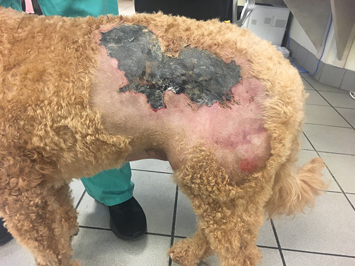 Treating dog outlet puncture wounds