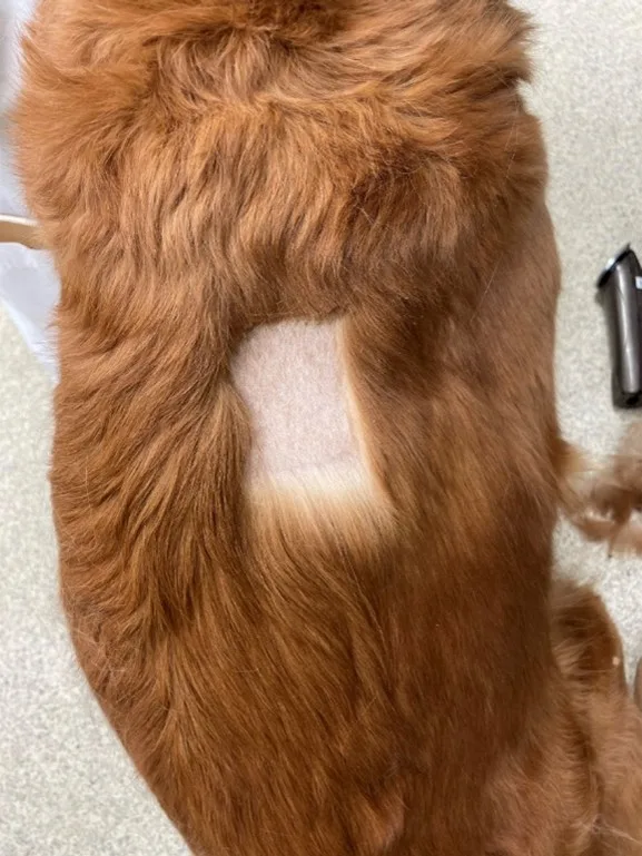 Dorsal view of dog’s back with rectangular area of fur shaved off.