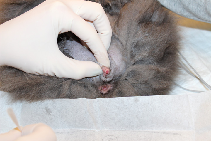 Urethral Obstruction in Male Cats