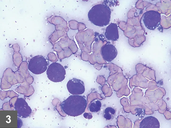 selected slide image