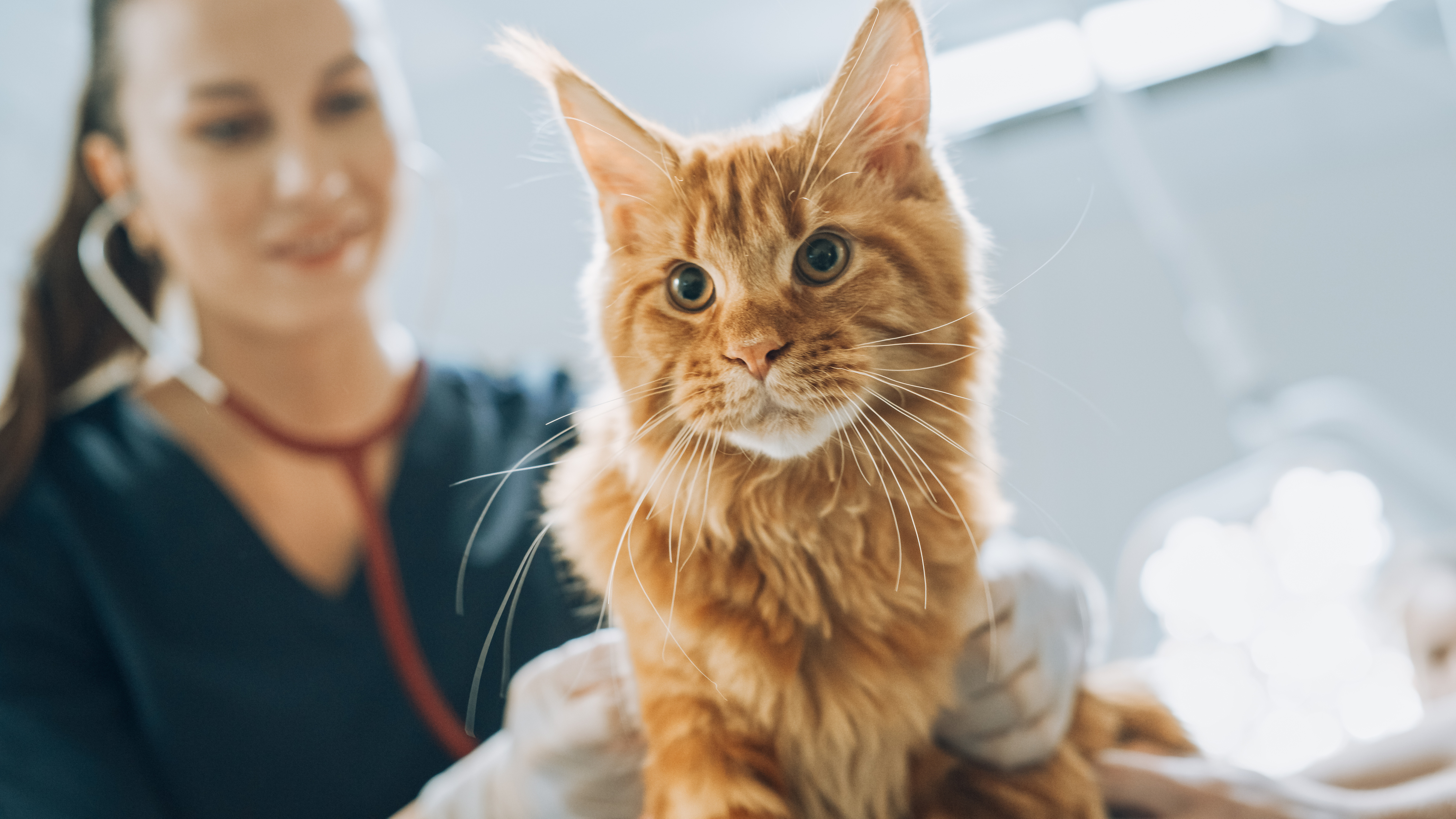 Resources for Veterinary Students