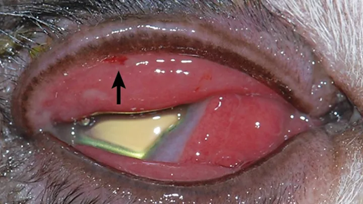 selected slide image