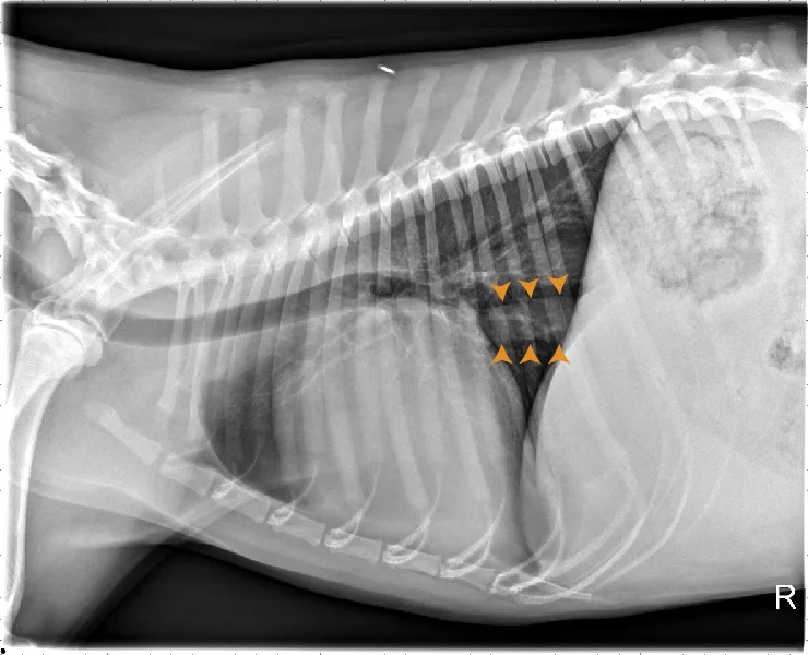 Radiographs in a dog with arrowheads highlighting findings.