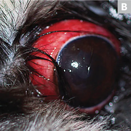 Proptosed dog eye with hyperemic subjunctiva surrounding globe border and spots of subjunctival hemorrhage.