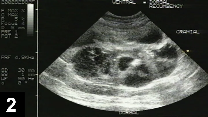 Ultrasound image of cat kidney showing multiple round hypoechoic lesions within renal parenchyma.