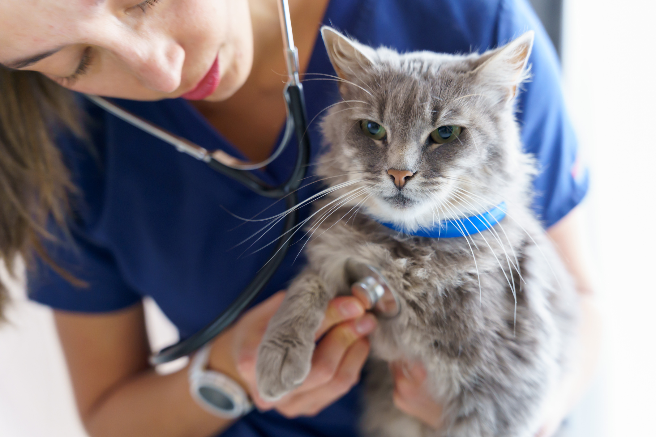 Explore Clinical Portals by Clinician's Brief