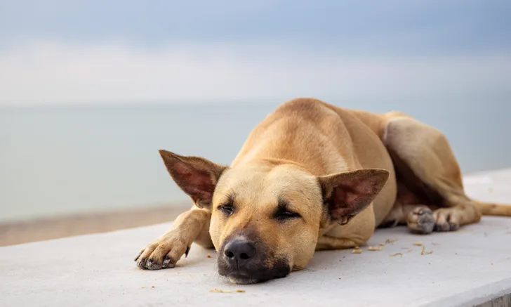 A dog resting.