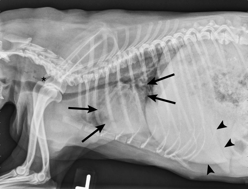 Canine Infectious Respiratory Disease Complex Clinician's Brief