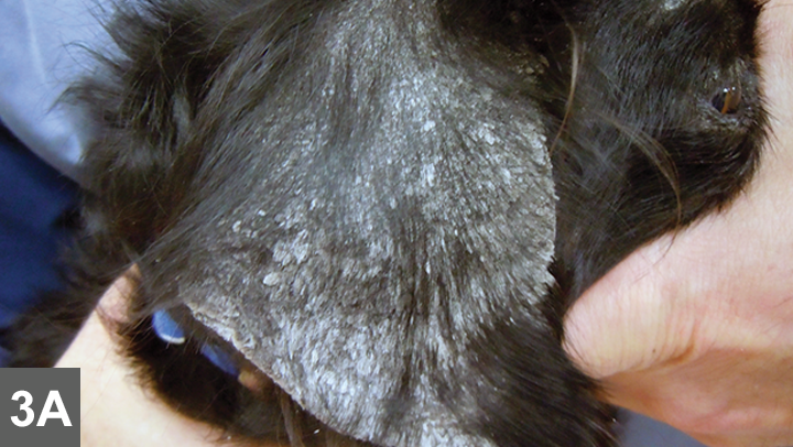 Canine Sebaceous Adenitis