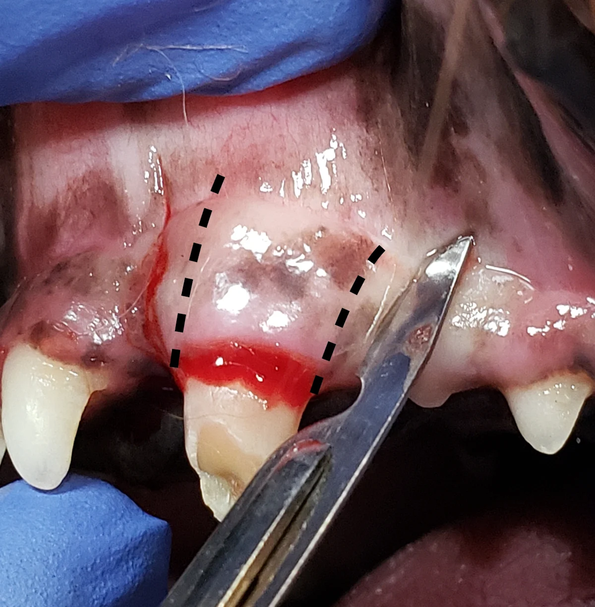 Broken canine tooth in a dog with dotted lines on mucosa illustrating where to incise tissue to create a rectangular flap.