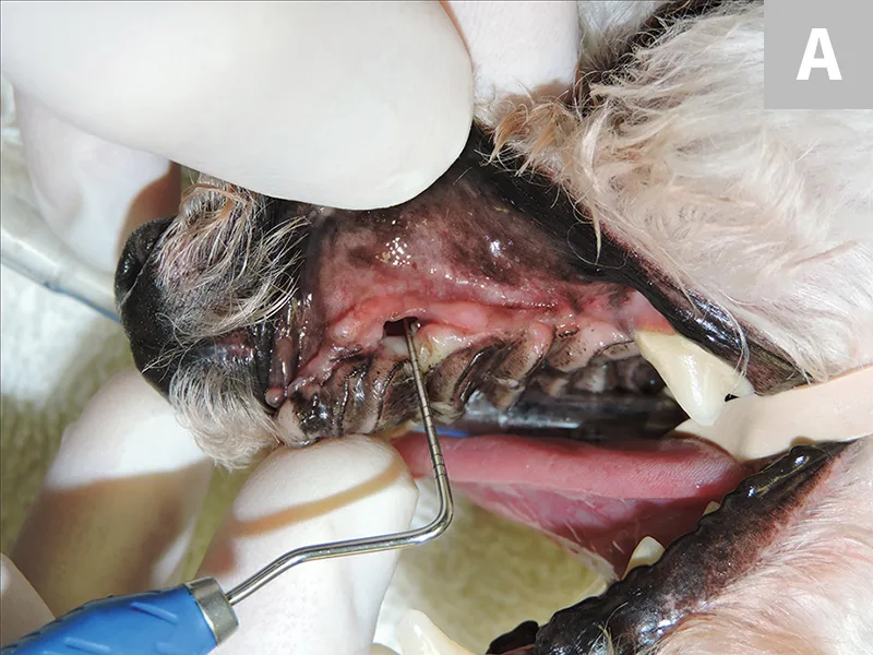 Figure 5A: Close-up of periodontal probe being inserted into oronasal fistula in a dog. Figure 5B: Close up of intubated dog mouth with periodontal probe pointing to oronasal fistula.