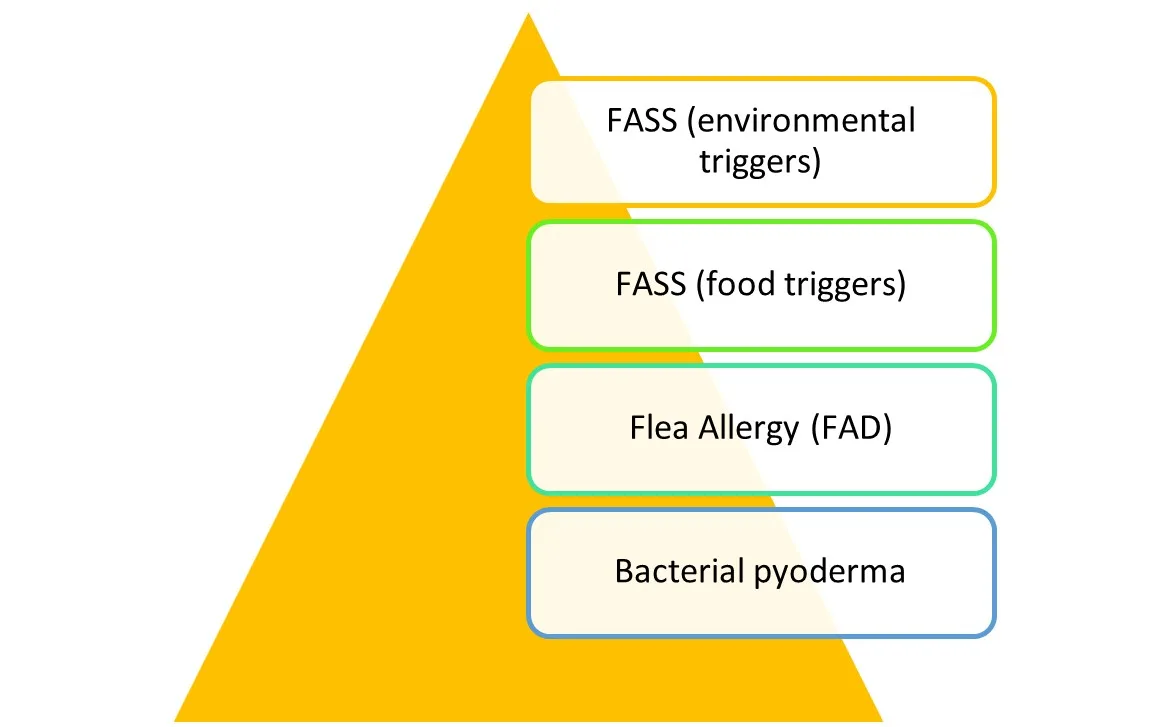 Triangle with text. From top: FASS (environmental triggers), FASS (food triggers), flea allergy (FAD), and bacterial pyoderma.