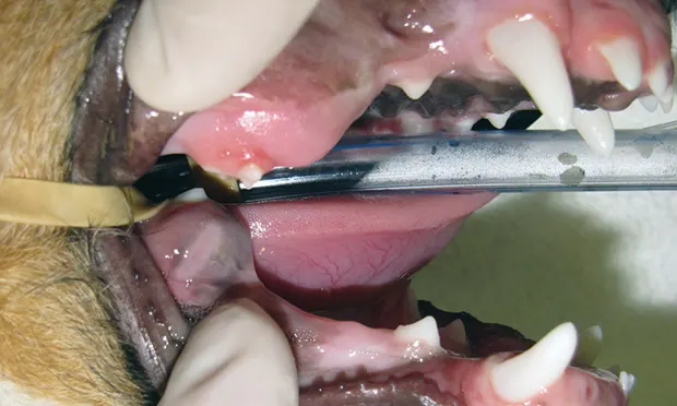 Jack Russell terrier's carnassial teeth covered by thick gingival covering or operculum.
