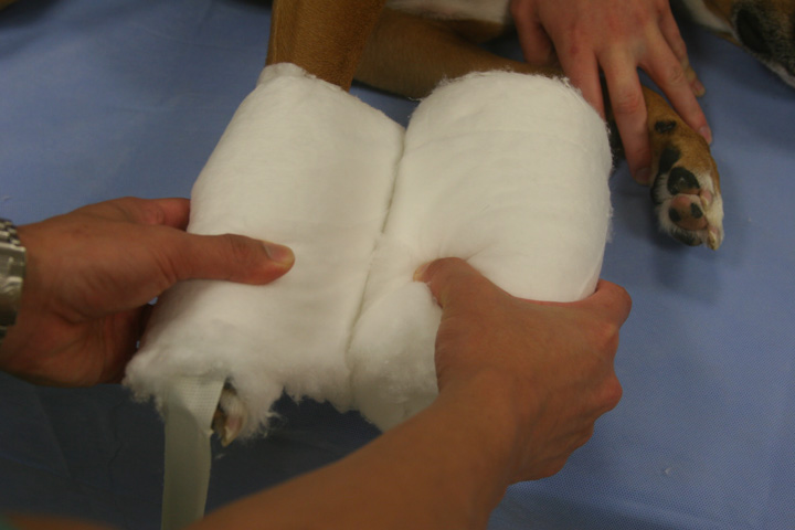 Robert Jones Bandage | Clinician's Brief